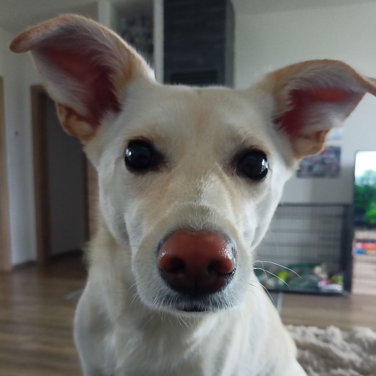 Soutěžní fotografie - Ginny,  Ostatní