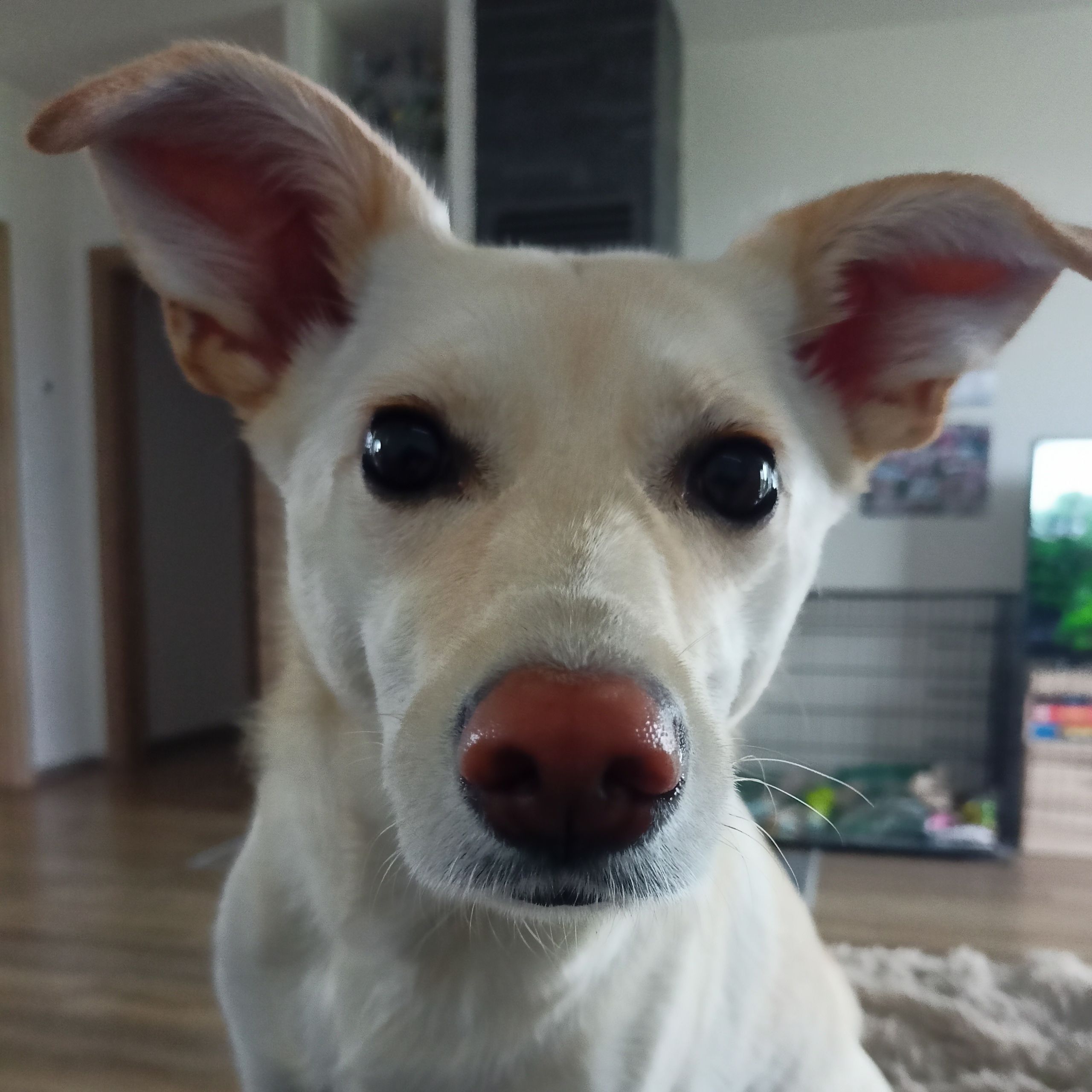 Soutěžní fotografie - Ginny,  Ostatní