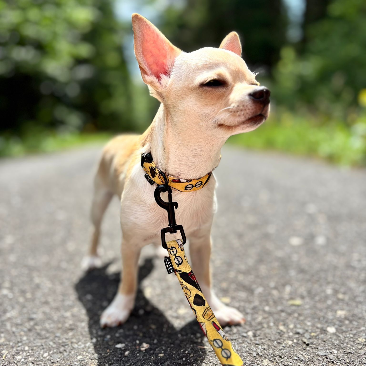 Soutěžní fotografie - Dobby,  Čivava