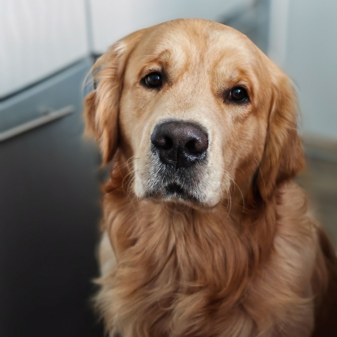 Soutěžní fotografie - Balthazar,  Zlatý retriever