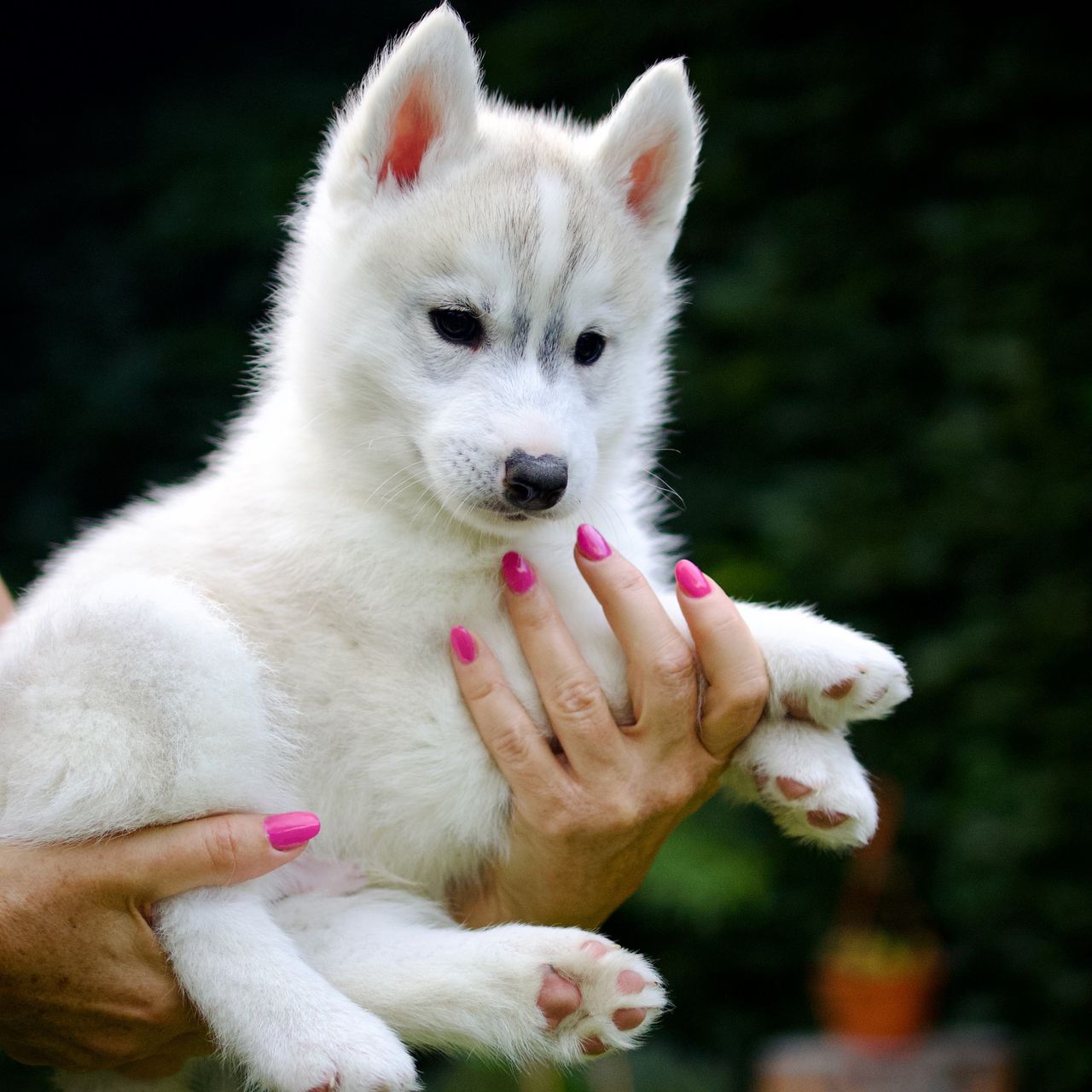 Soutěžní fotografie - Lumi,  Sibiřský husky