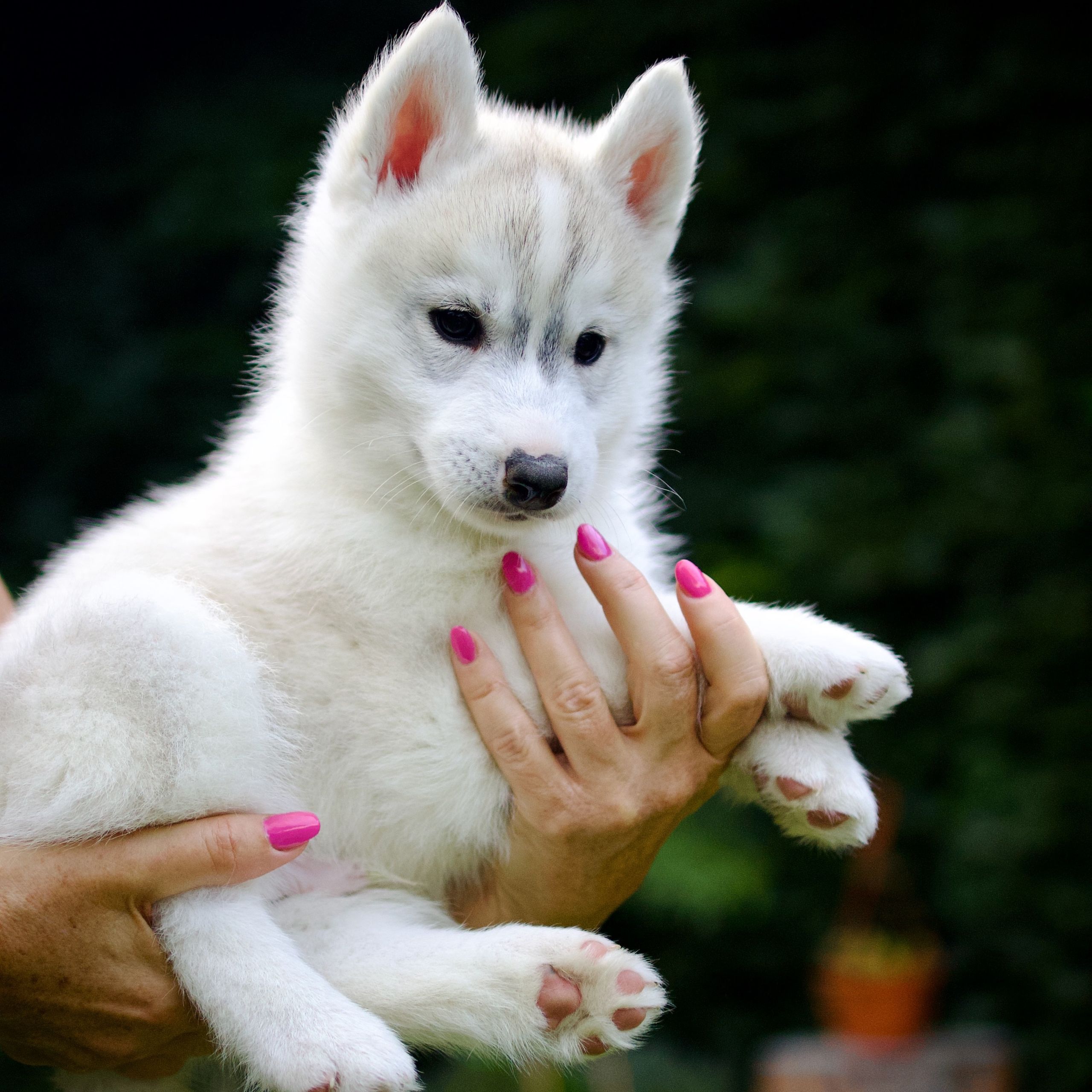 Soutěžní fotografie - Lumi,  Sibiřský husky