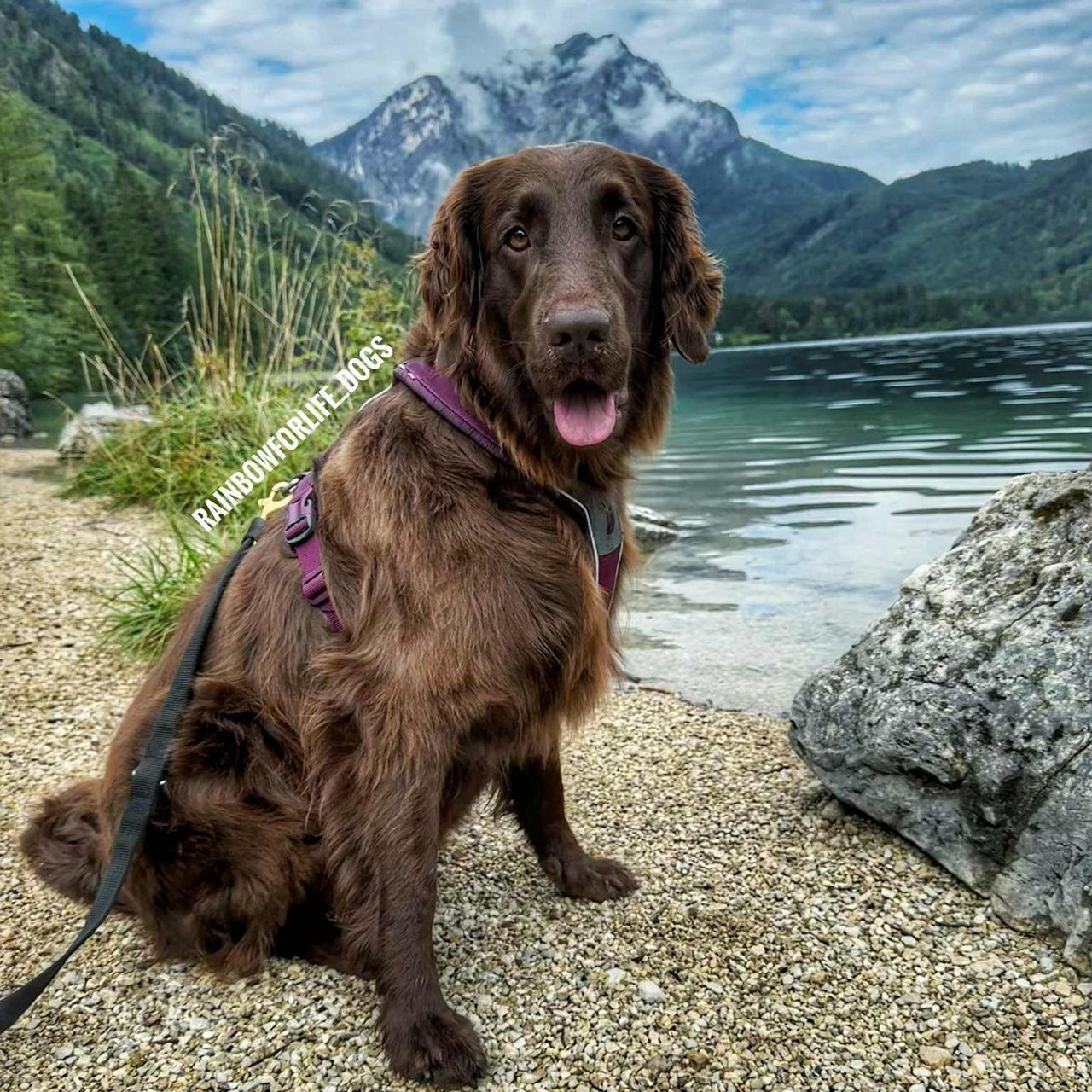 Soutěžní fotografie - Loki,  Flat Coated Retriever