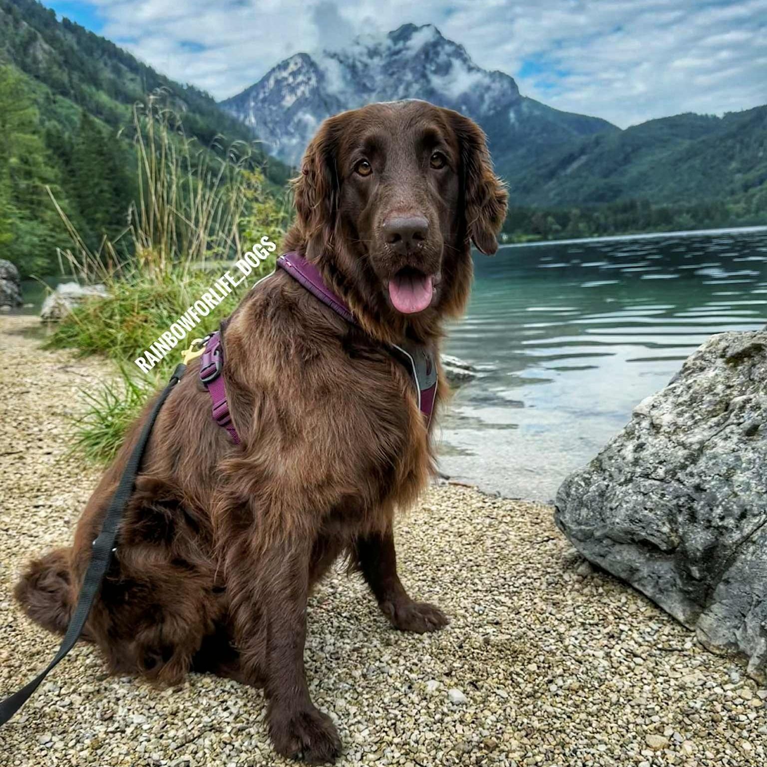 Soutěžní fotografie - Loki,  Flat Coated Retriever