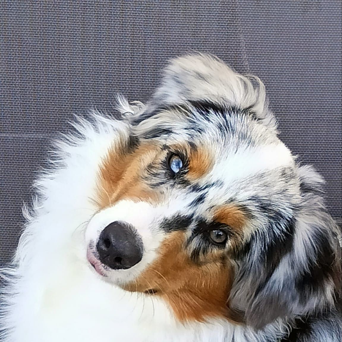 Soutěžní fotografie - Arwen,  Australský ovčák