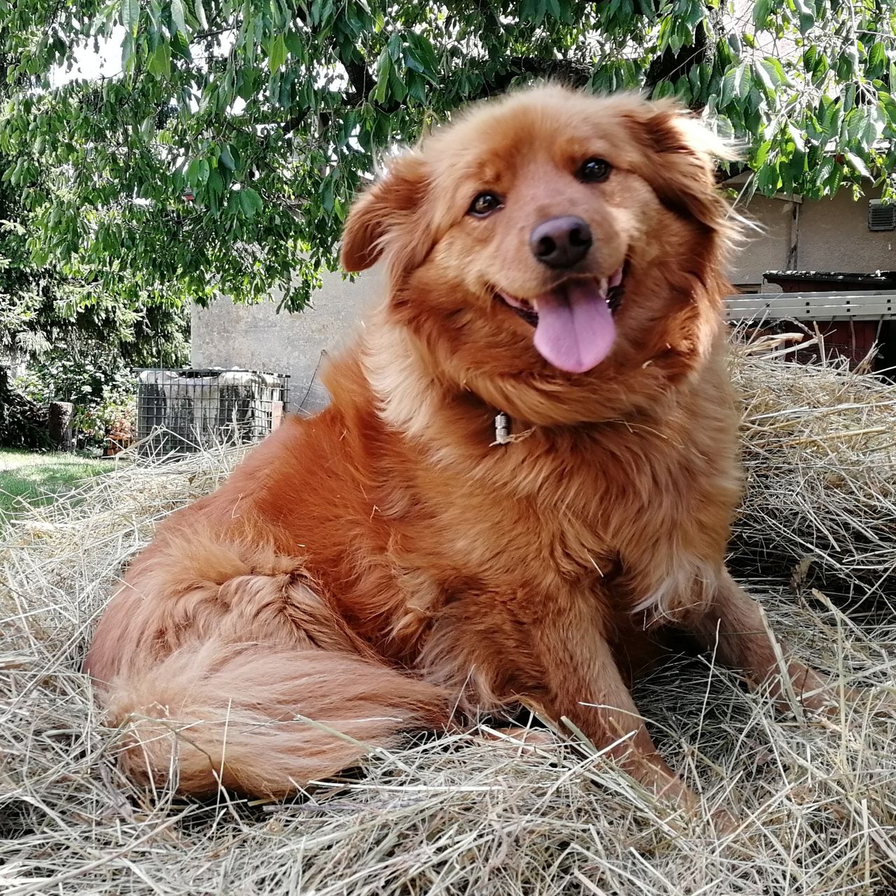 Soutěžní fotografie - Maggie,  Ostatní