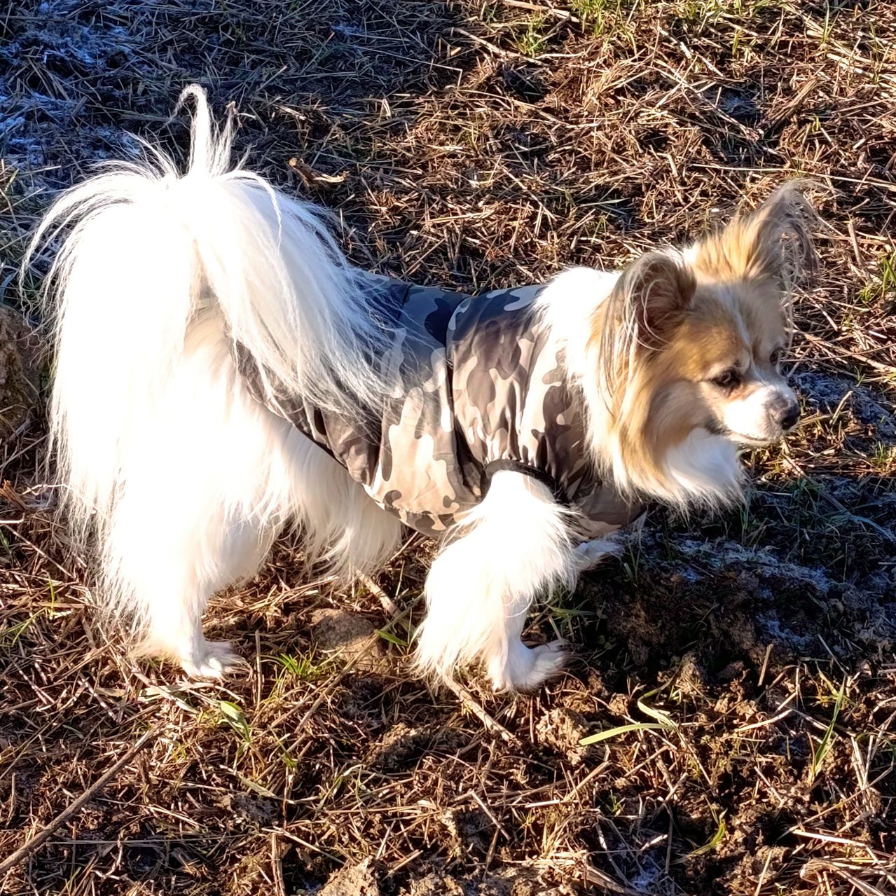 Soutěžní fotografie - Maxík,  Papillon