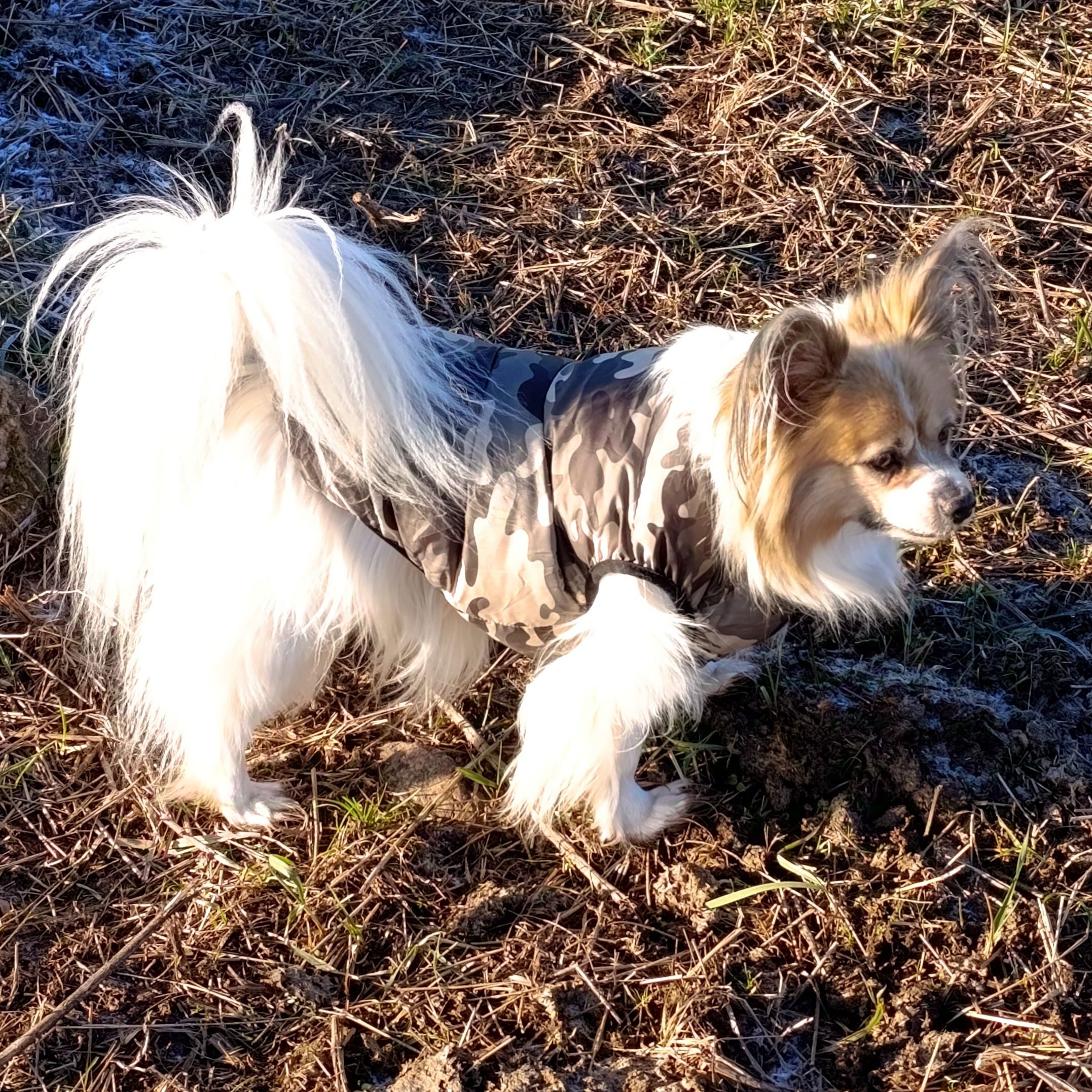 Soutěžní fotografie - Maxík,  Papillon