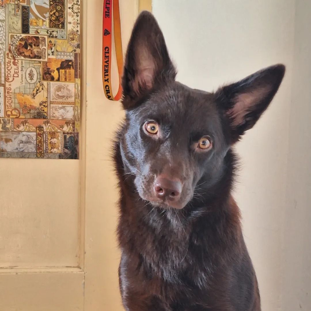 Soutěžní fotografie - Ester,  Australská kelpie