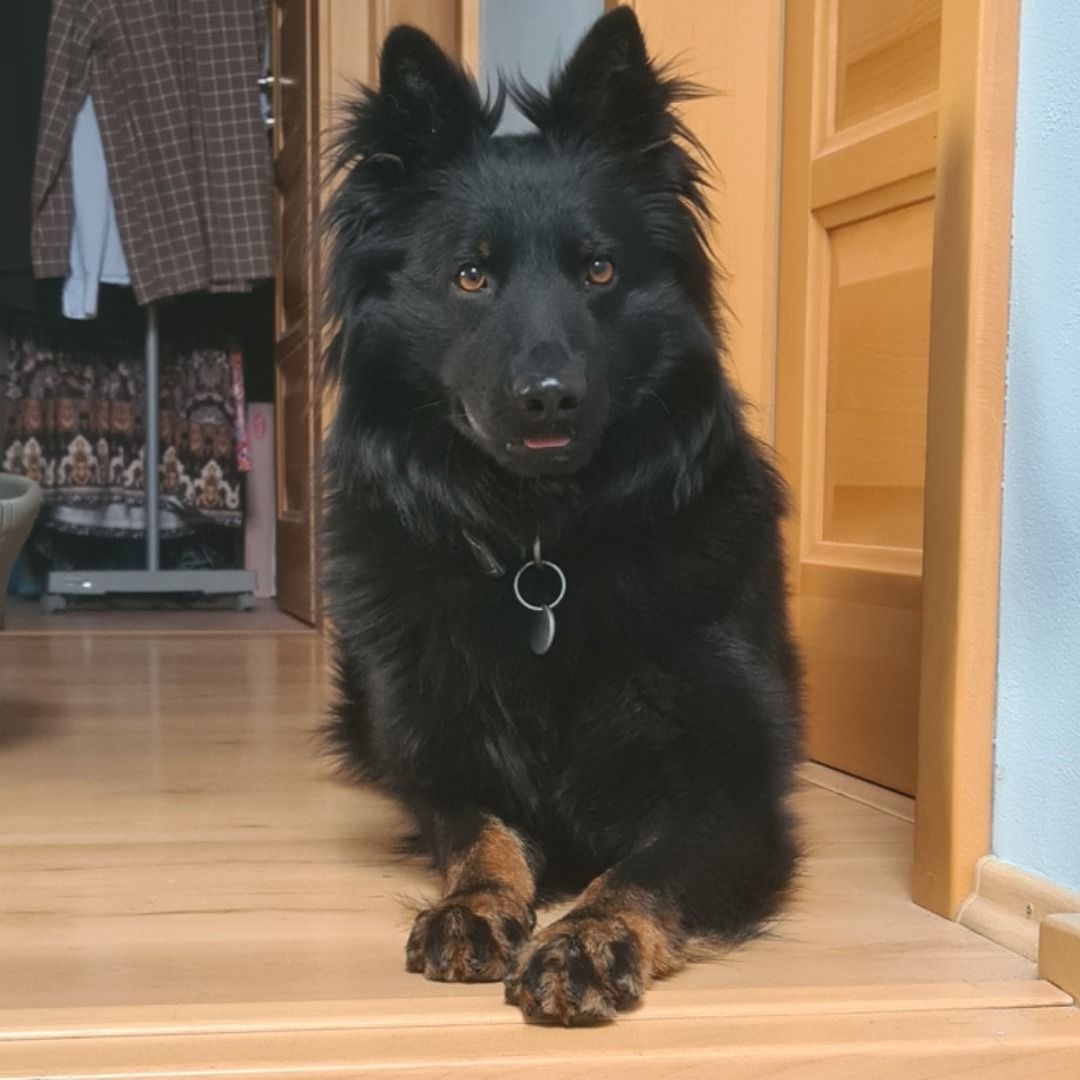 Soutěžní fotografie - Apollo,  Chodský pes