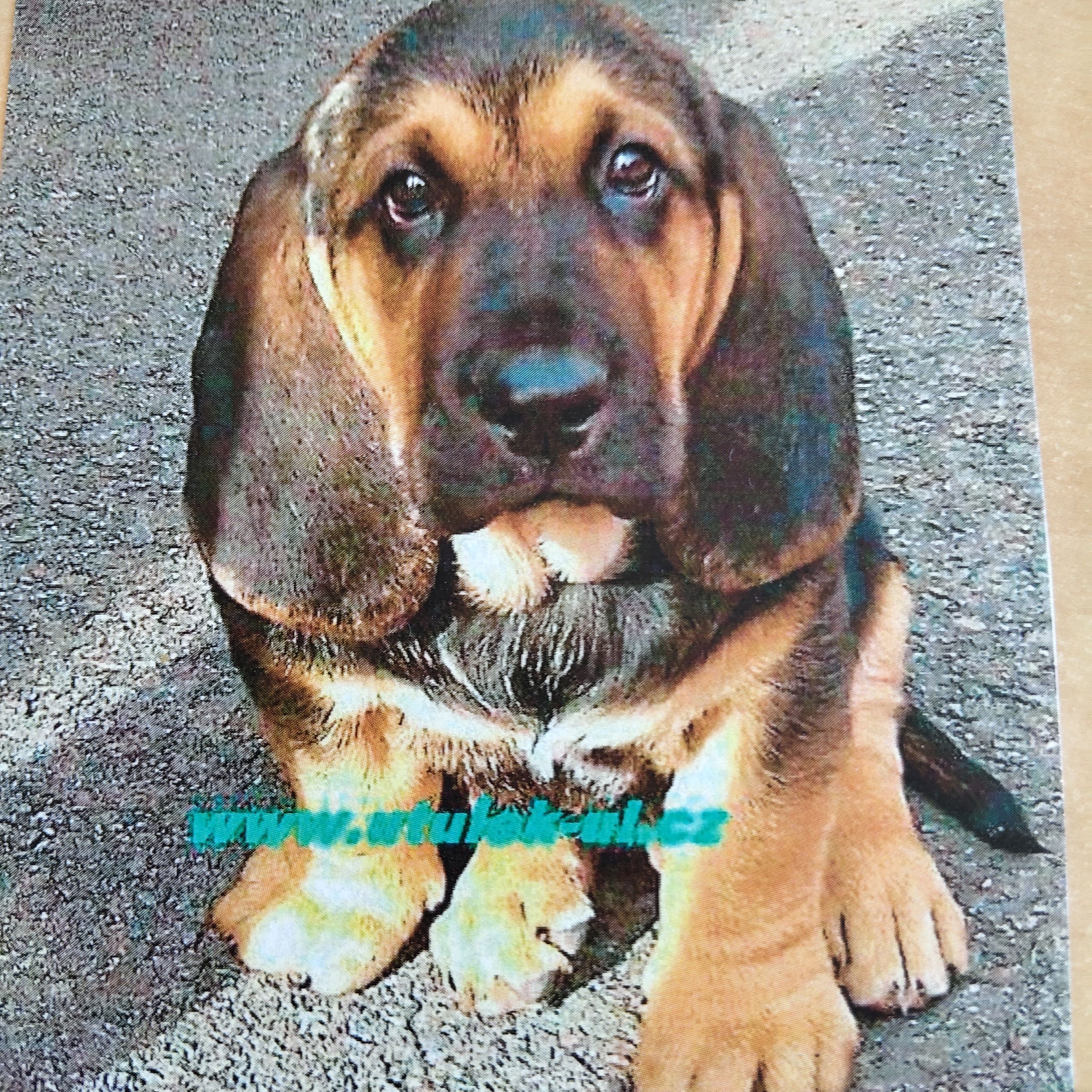 Soutěžní fotografie - Qvido,  Basset Hound