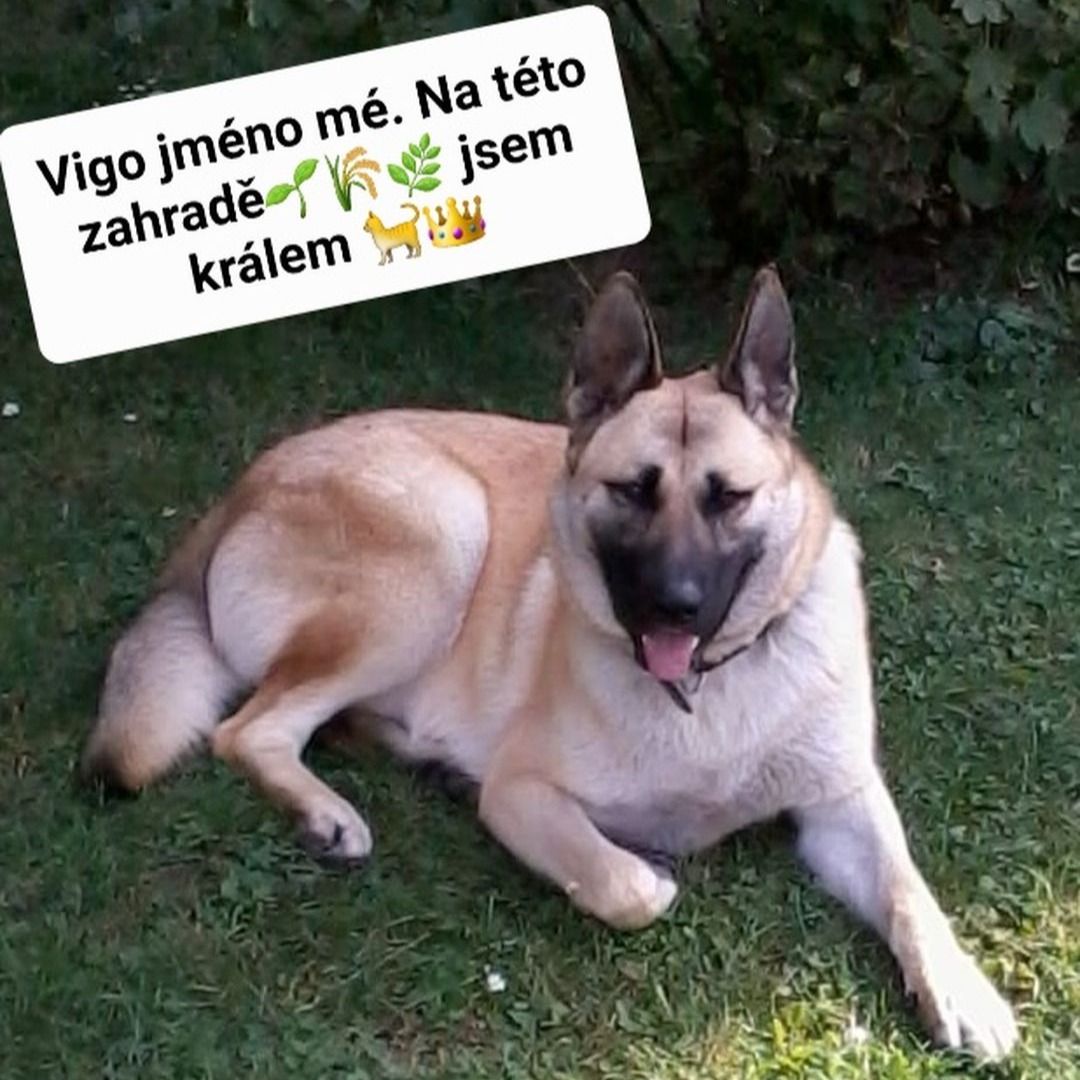 Soutěžní fotografie - Vigo,  Belgický ovčák