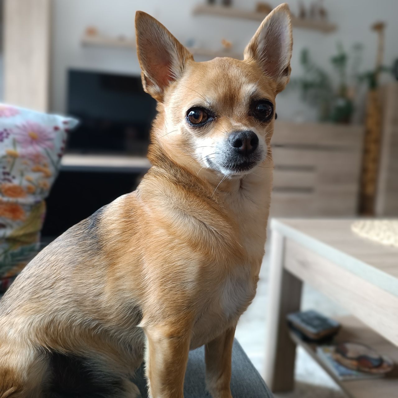 Soutěžní fotografie - Oliver,  Čivava