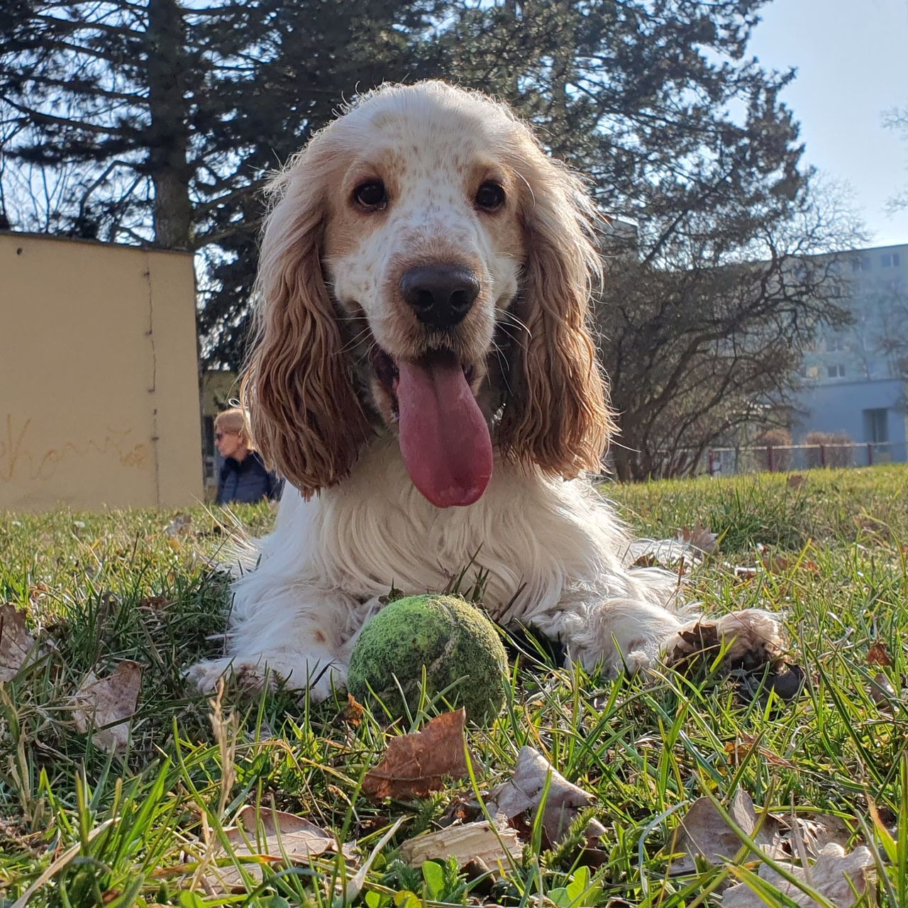 Soutěžní fotografie - Rusty,  Anglický kokršpaněl