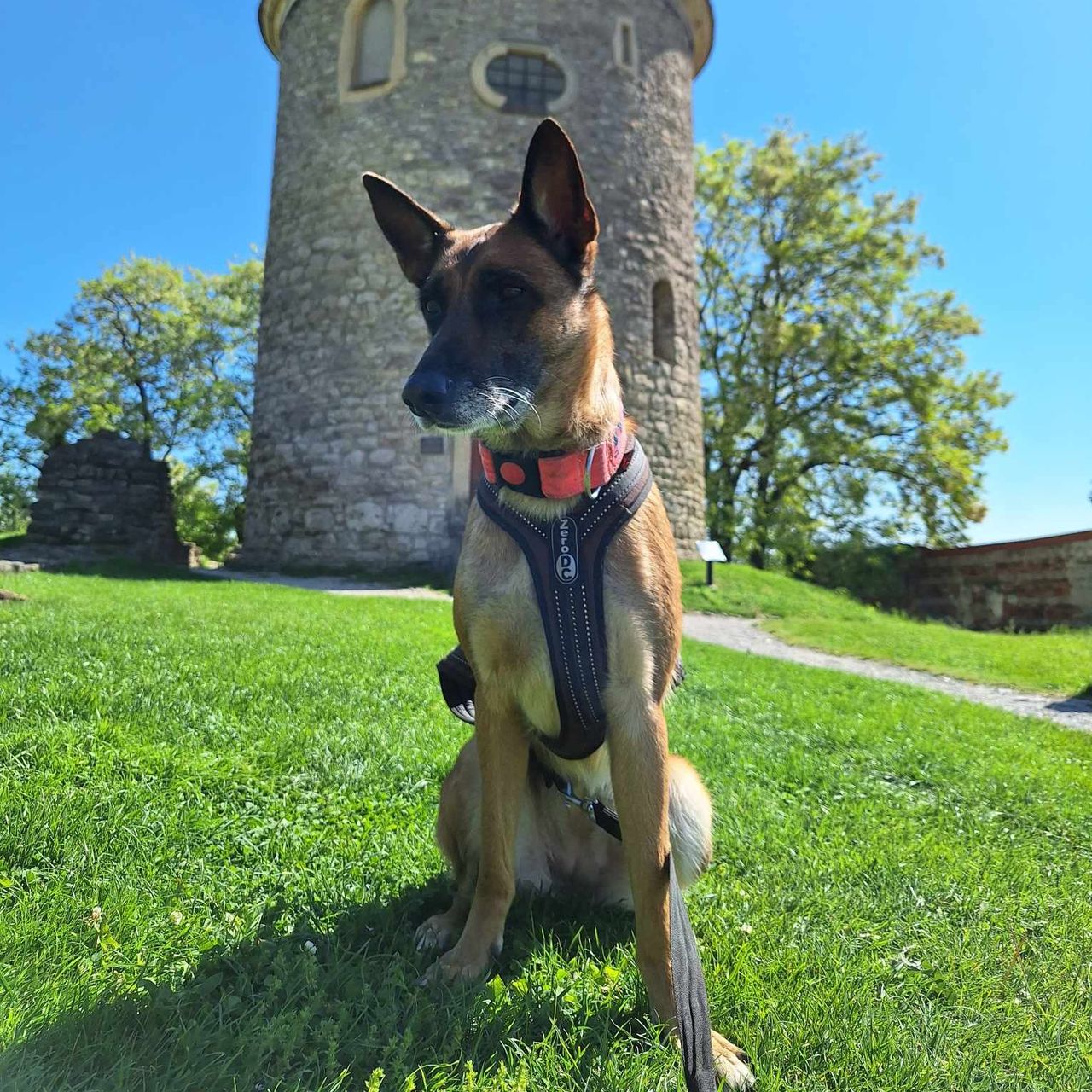 Soutěžní fotografie - Daisy,  Ostatní