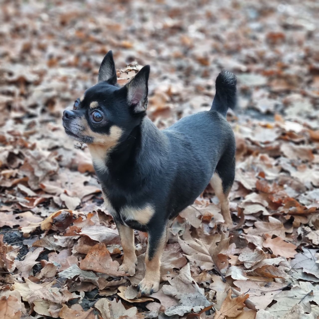 Soutěžní fotografie - Bertík,  Čivava