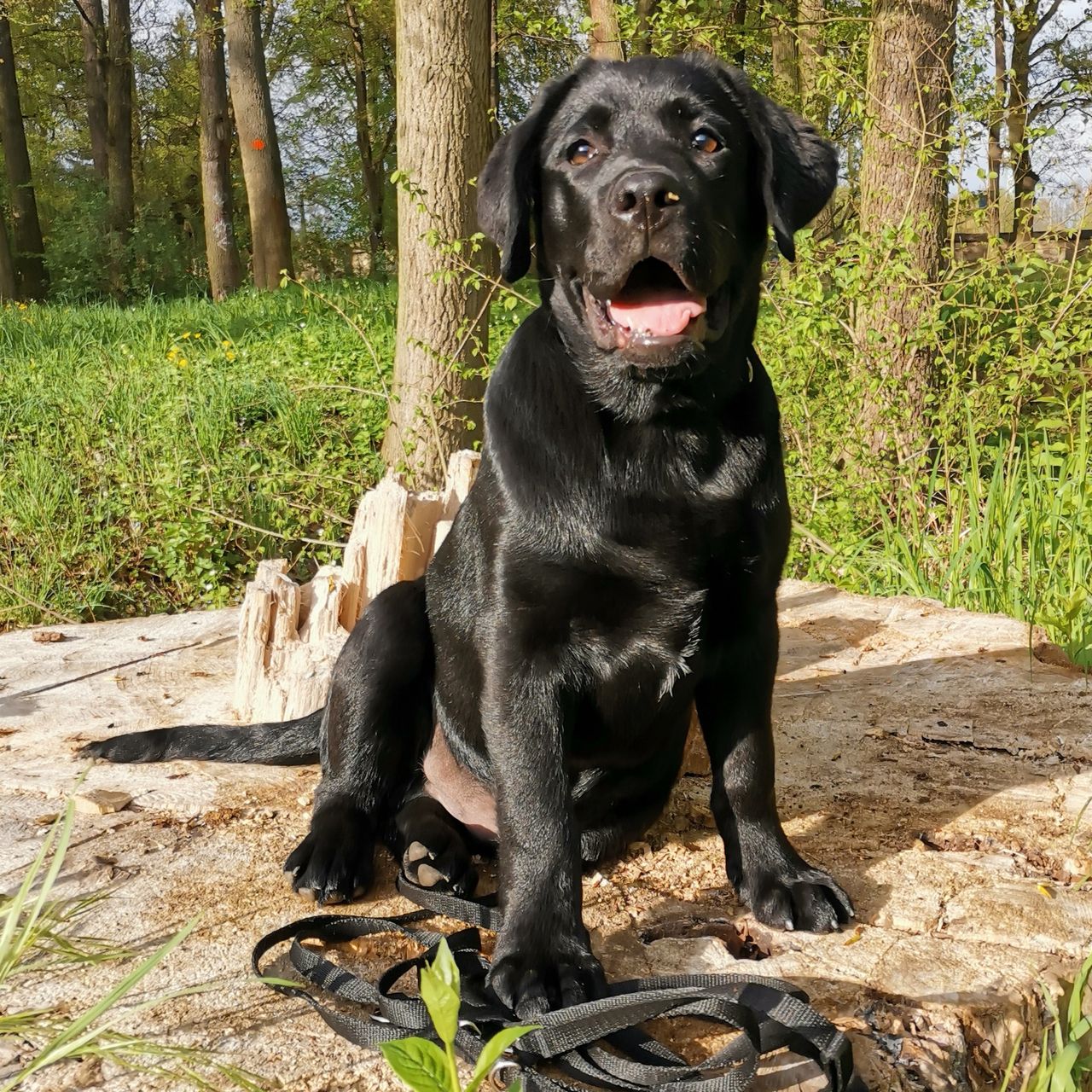 Soutěžní fotografie - Buzzy Waifor,  Labradorský retriever