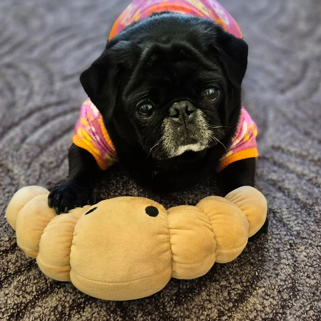 Soutěžní fotografie - Cookie,  Mops