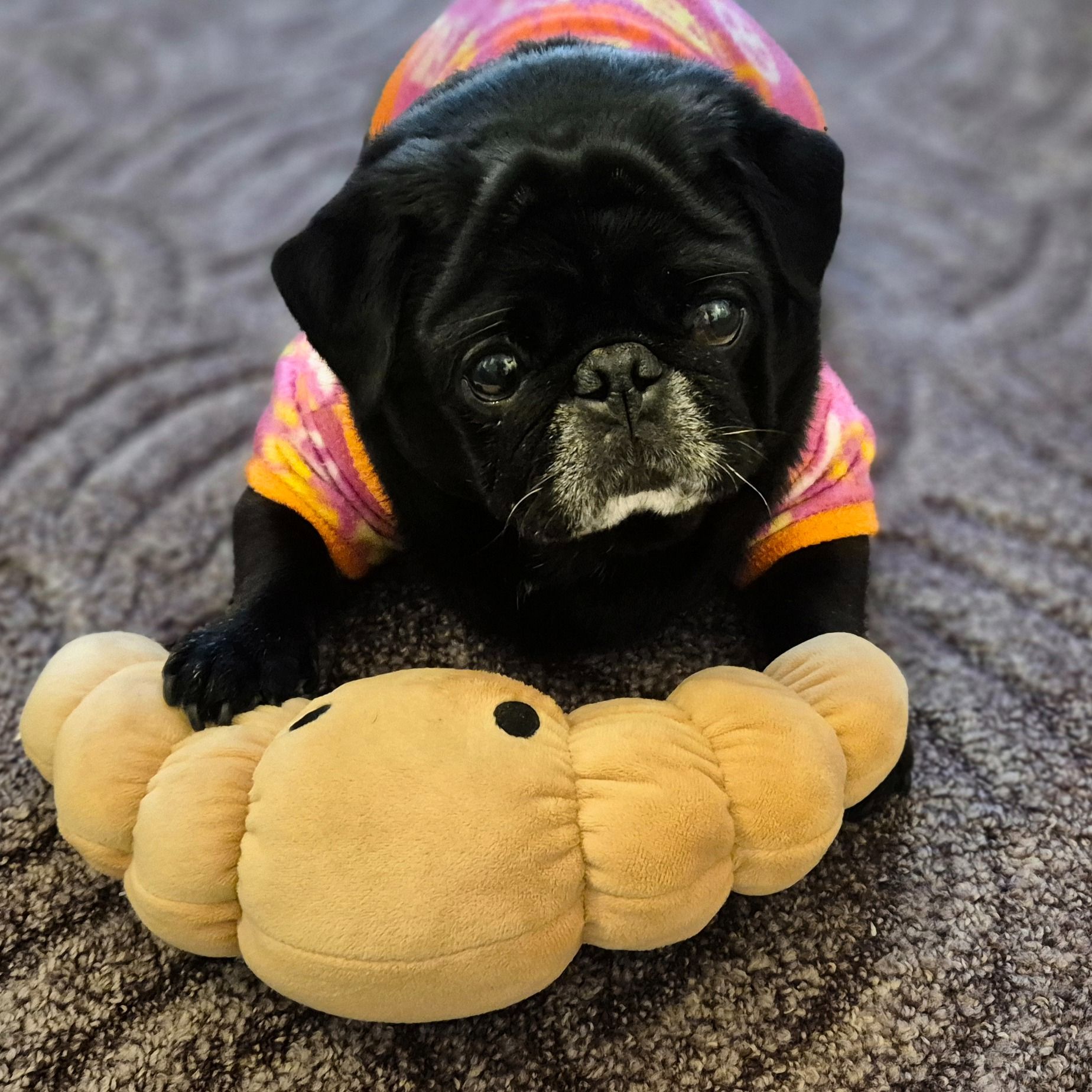 Soutěžní fotografie - Cookie,  Mops