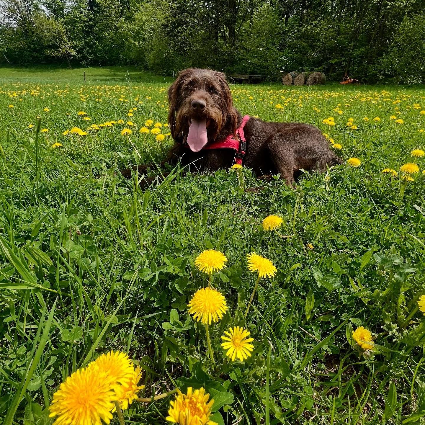 Soutěžní fotografie - Asti,  Labradorský retriever