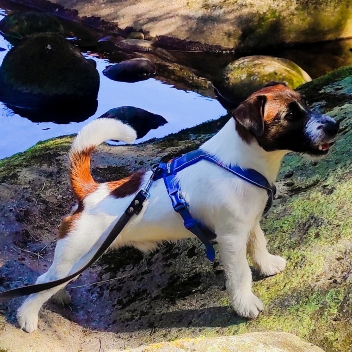 Soutěžní fotografie - Jack,  Jack Russell Teriér