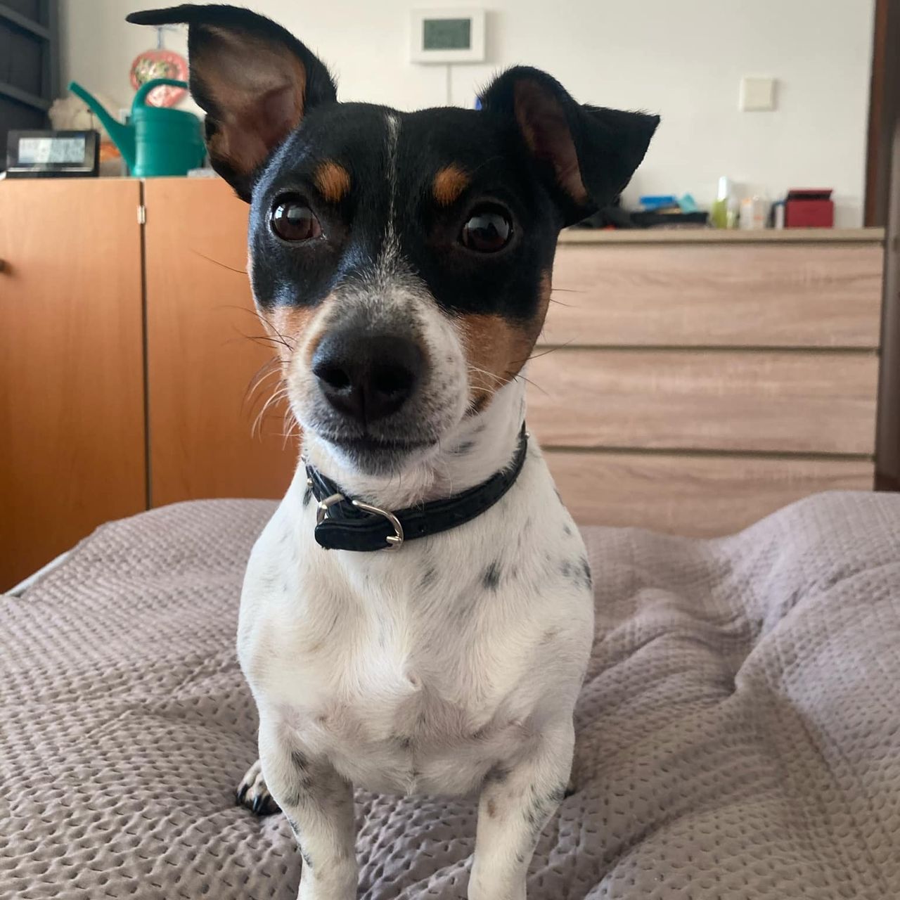 Soutěžní fotografie - Baddy,  Jack Russell Teriér