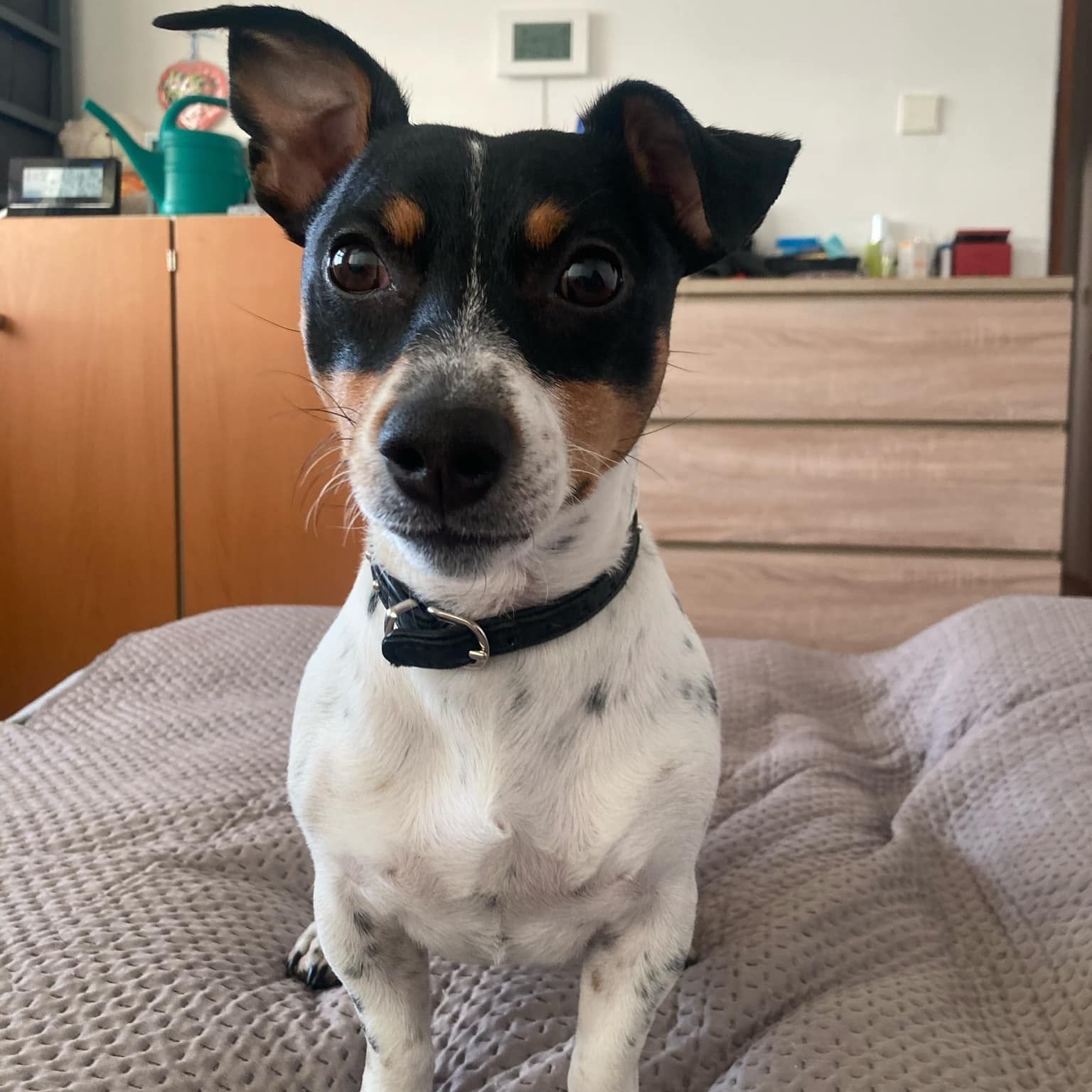Soutěžní fotografie - Baddy,  Jack Russell Teriér