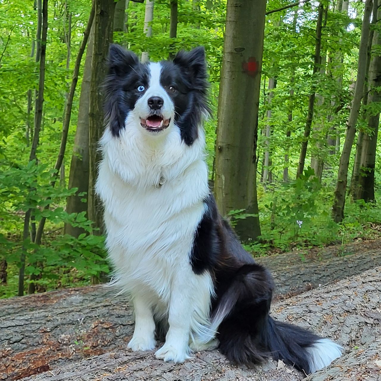 Soutěžní fotografie - Lady Queen - Amy,  Border kolie
