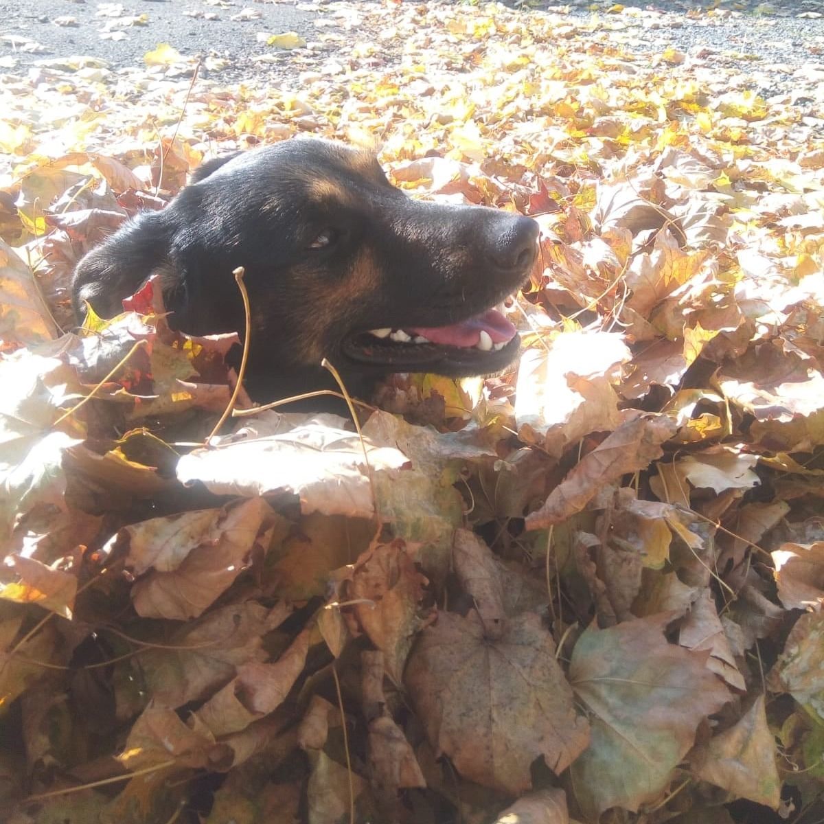 Soutěžní fotografie - Ares,  Labradorský retriever
