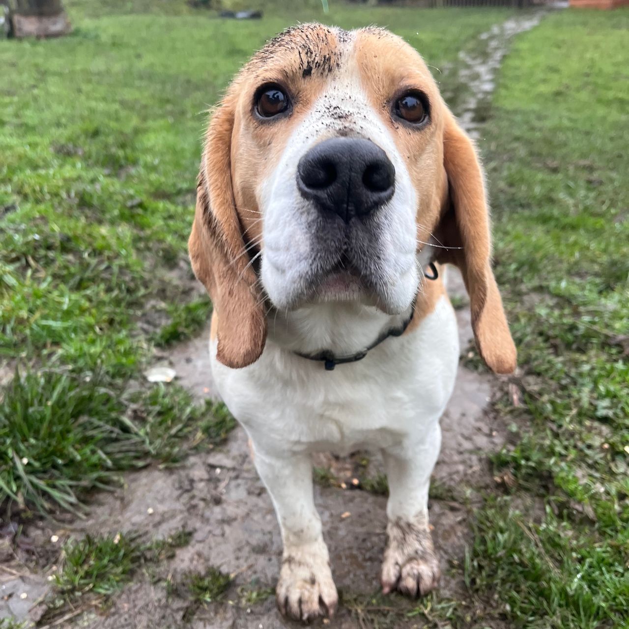 Soutěžní fotografie - Kenny,  Beagle