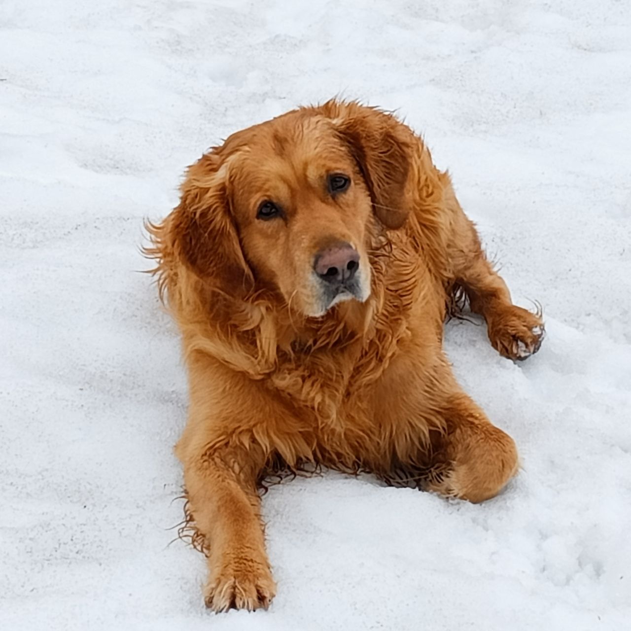 Soutěžní fotografie - Fík,  Zlatý retriever
