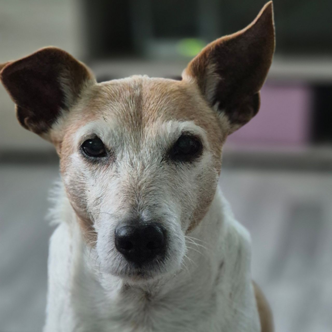 Soutěžní fotografie - Lumpik,  Jack Russell Teriér