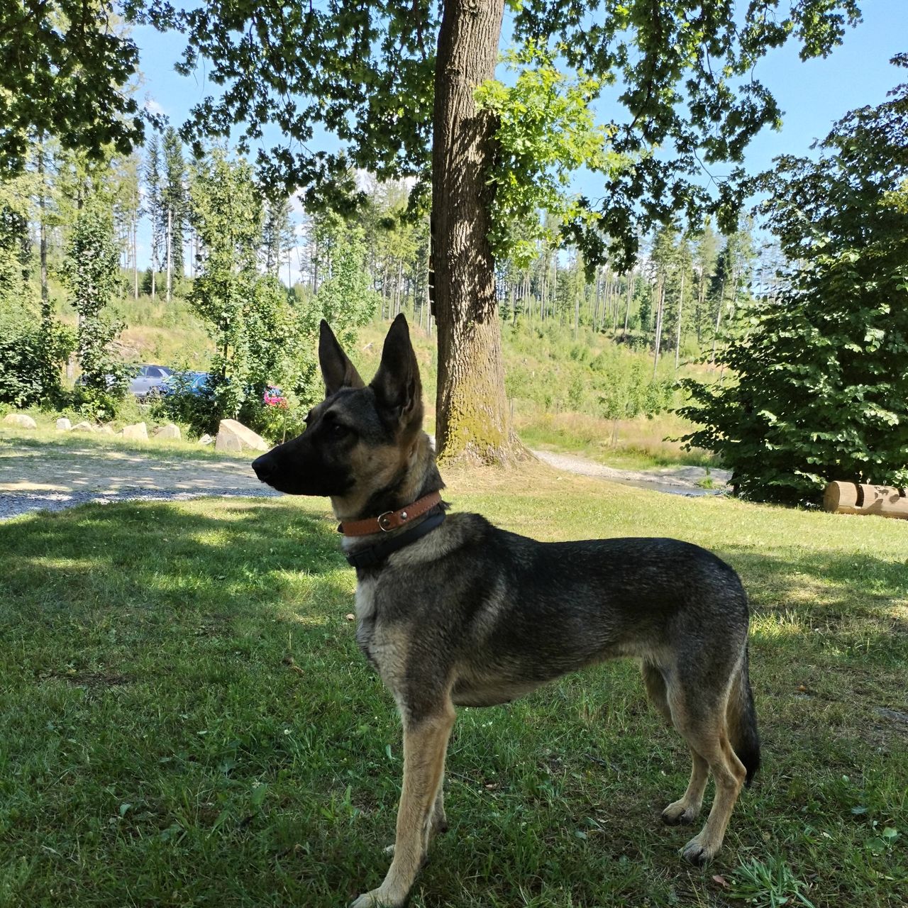 Soutěžní fotografie - Folow,  Belgický ovčák - Malinois