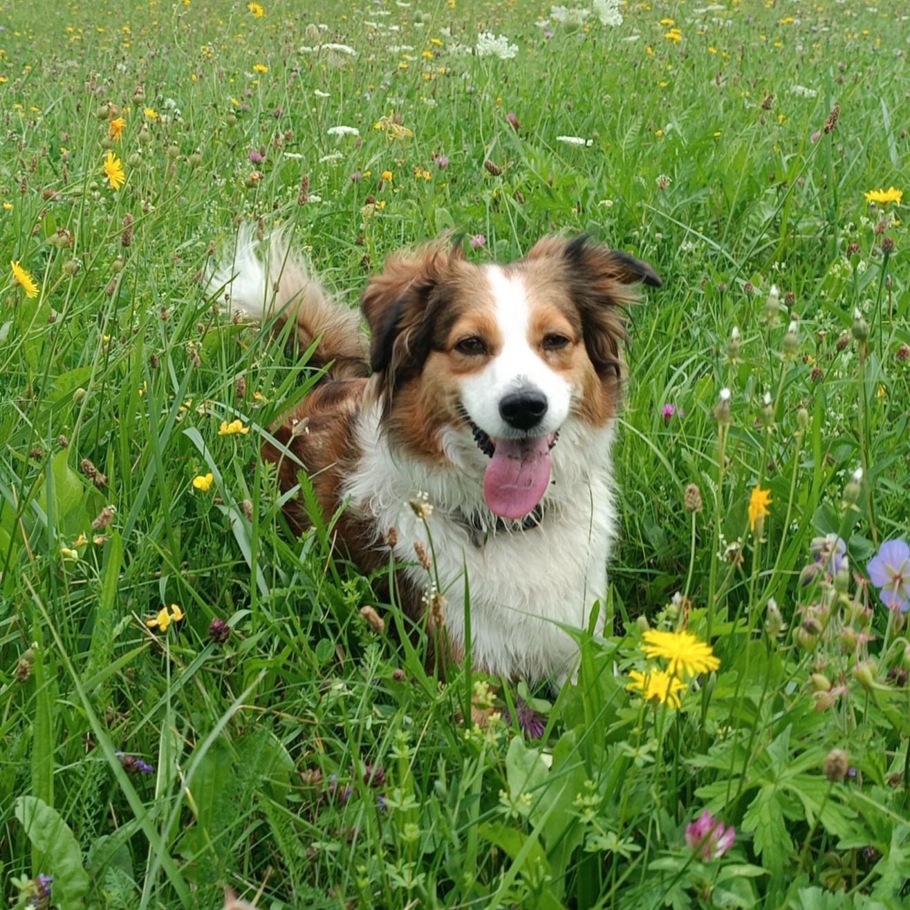 Soutěžní fotografie - Amy,  Border kolie