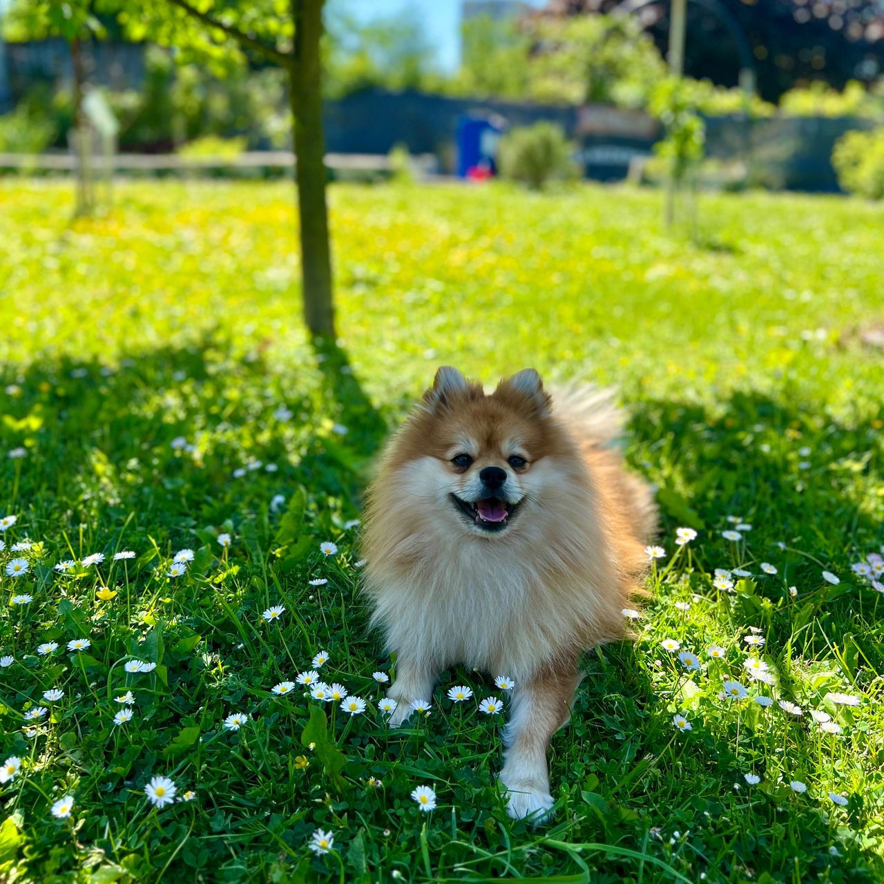 Soutěžní fotografie - Princek,  Německý špic malý