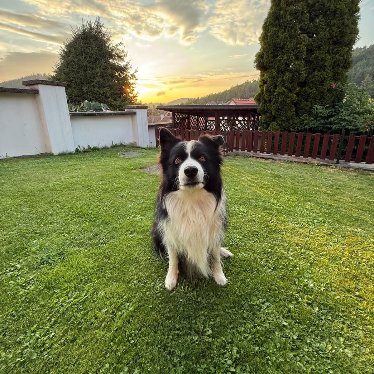 Soutěžní fotografie - Kenny,  Border kolie