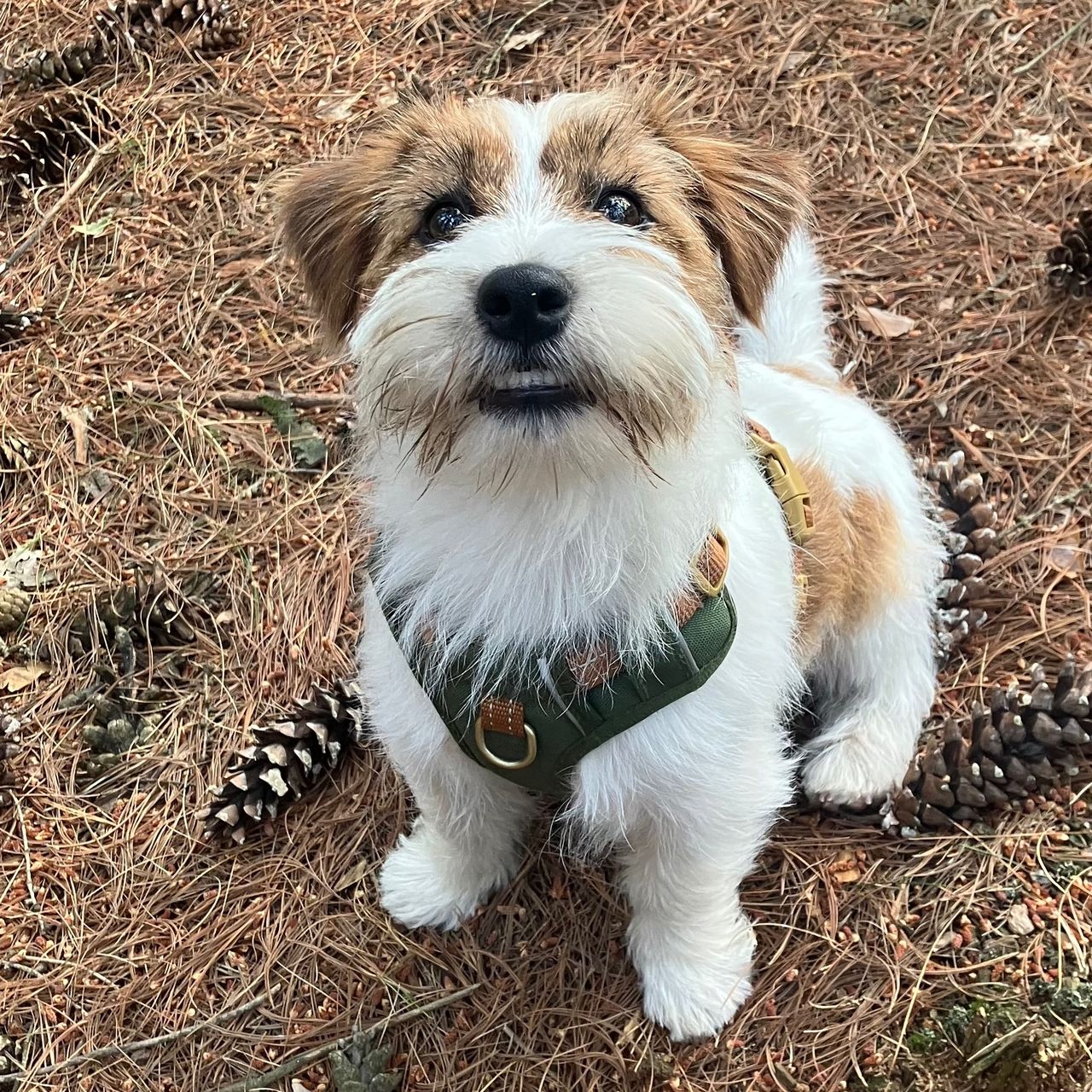 Soutěžní fotografie - Artík,  Jack Russell Teriér