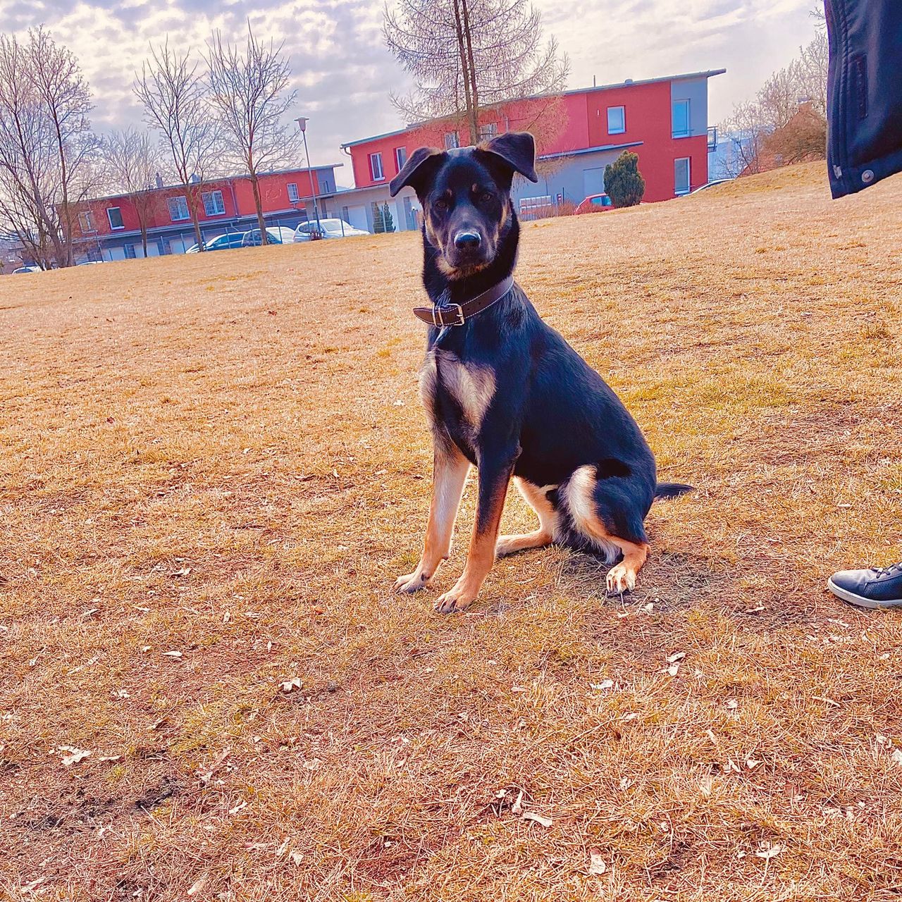 Soutěžní fotografie - ARON,  Labradorský retriever