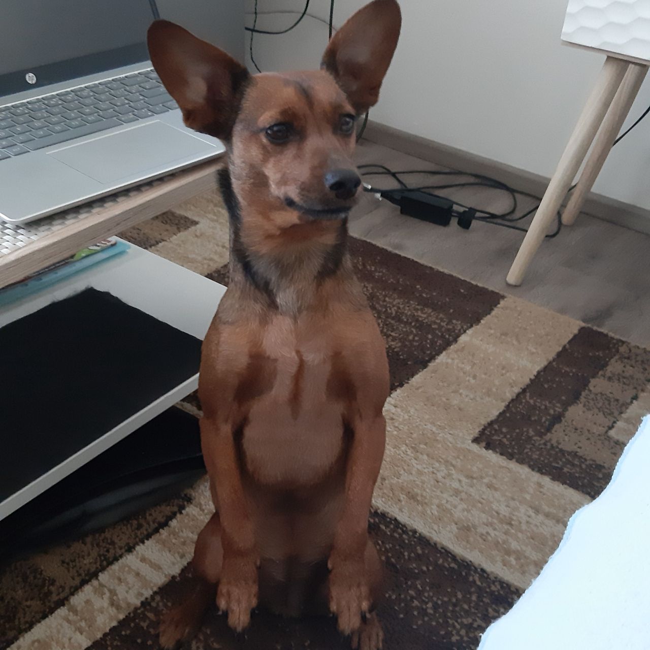 Soutěžní fotografie - Ťapka,  Ostatní