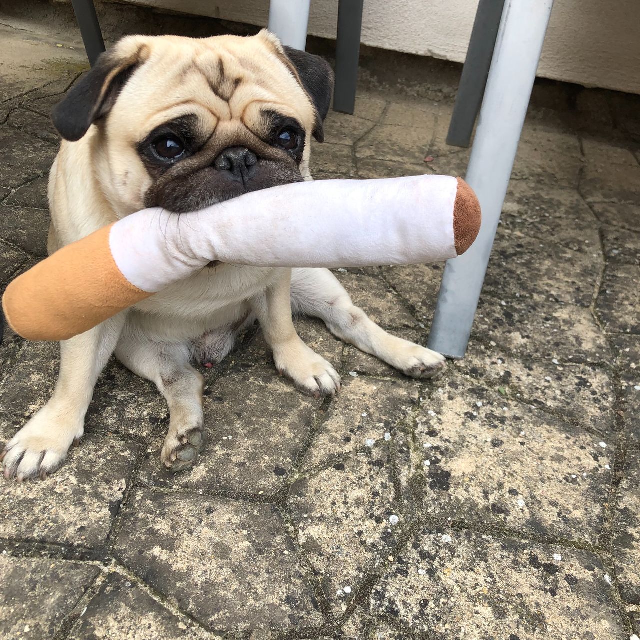 Soutěžní fotografie - Fido,  Mops