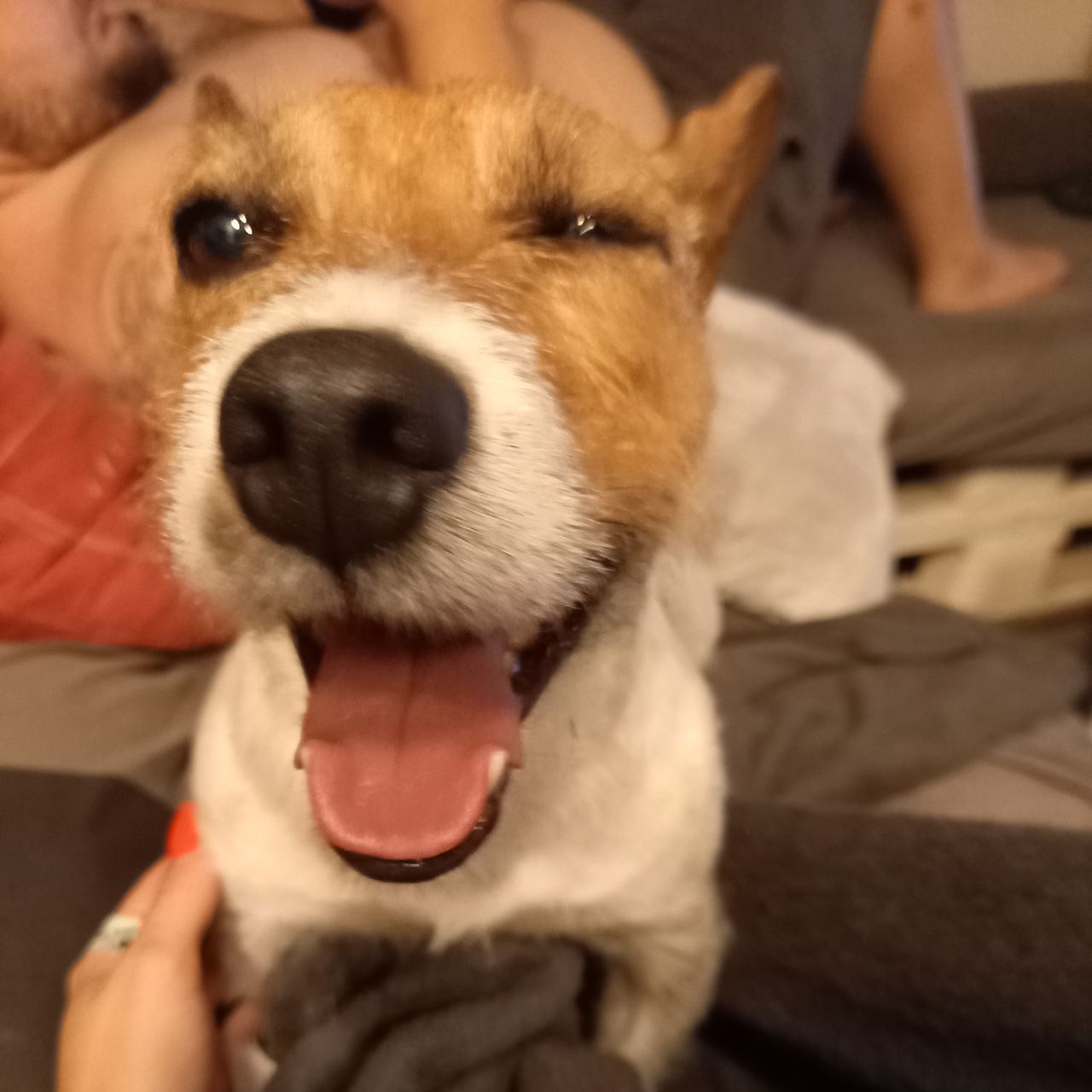 Soutěžní fotografie - Enie,  Welsh Corgi Pembroke