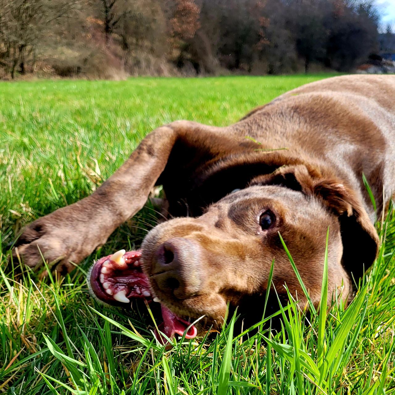 Soutěžní fotografie - Ennie,  Labradorský retriever