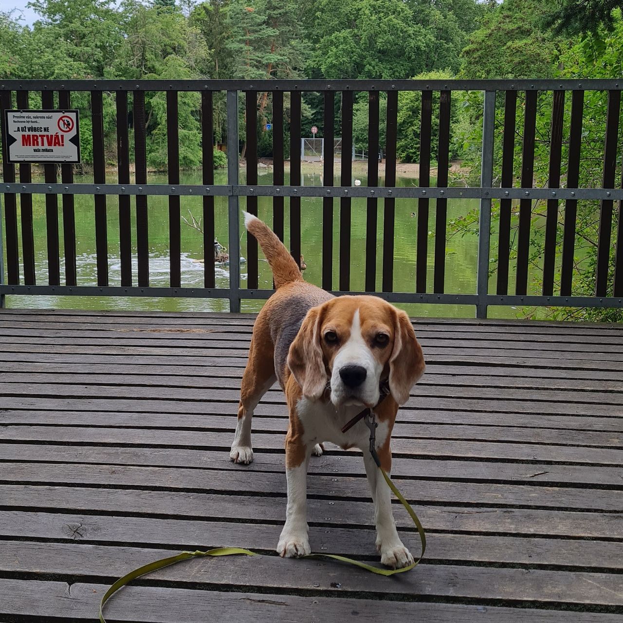 Soutěžní fotografie - Daisy,  Beagle