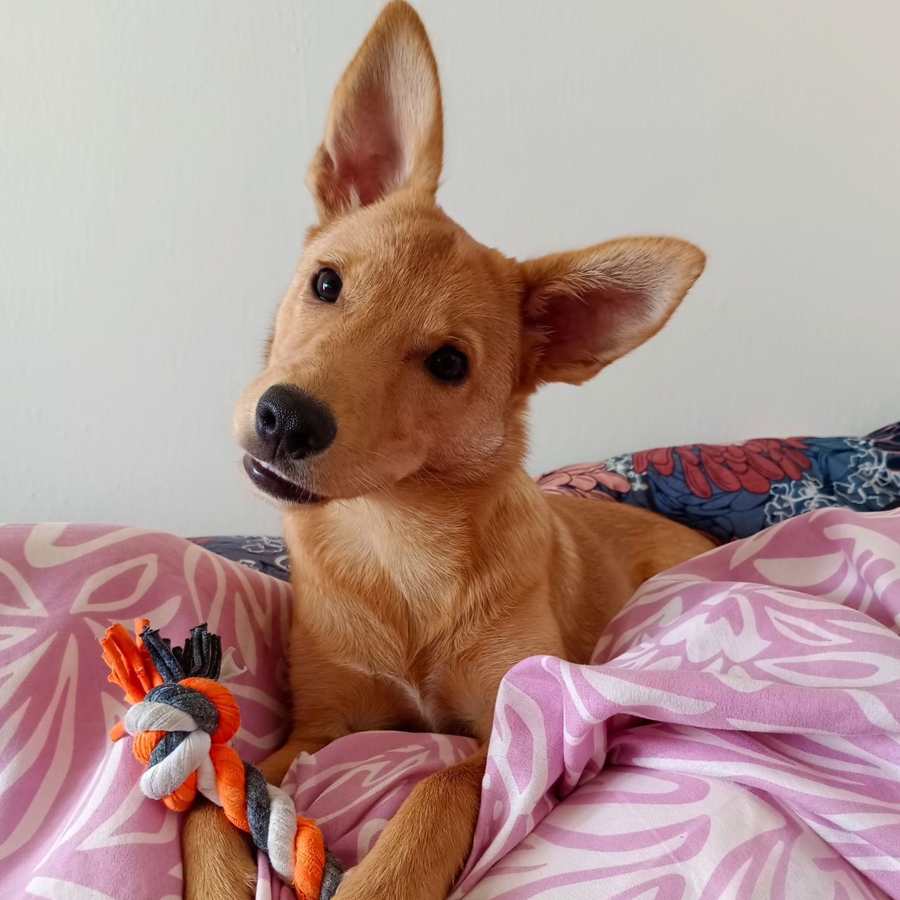 Soutěžní fotografie - Roxy,  Ostatní