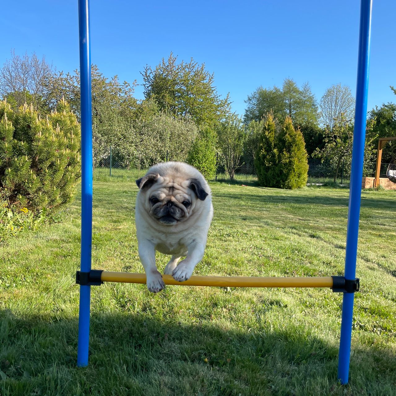 Soutěžní fotografie - Jenny,  Mops