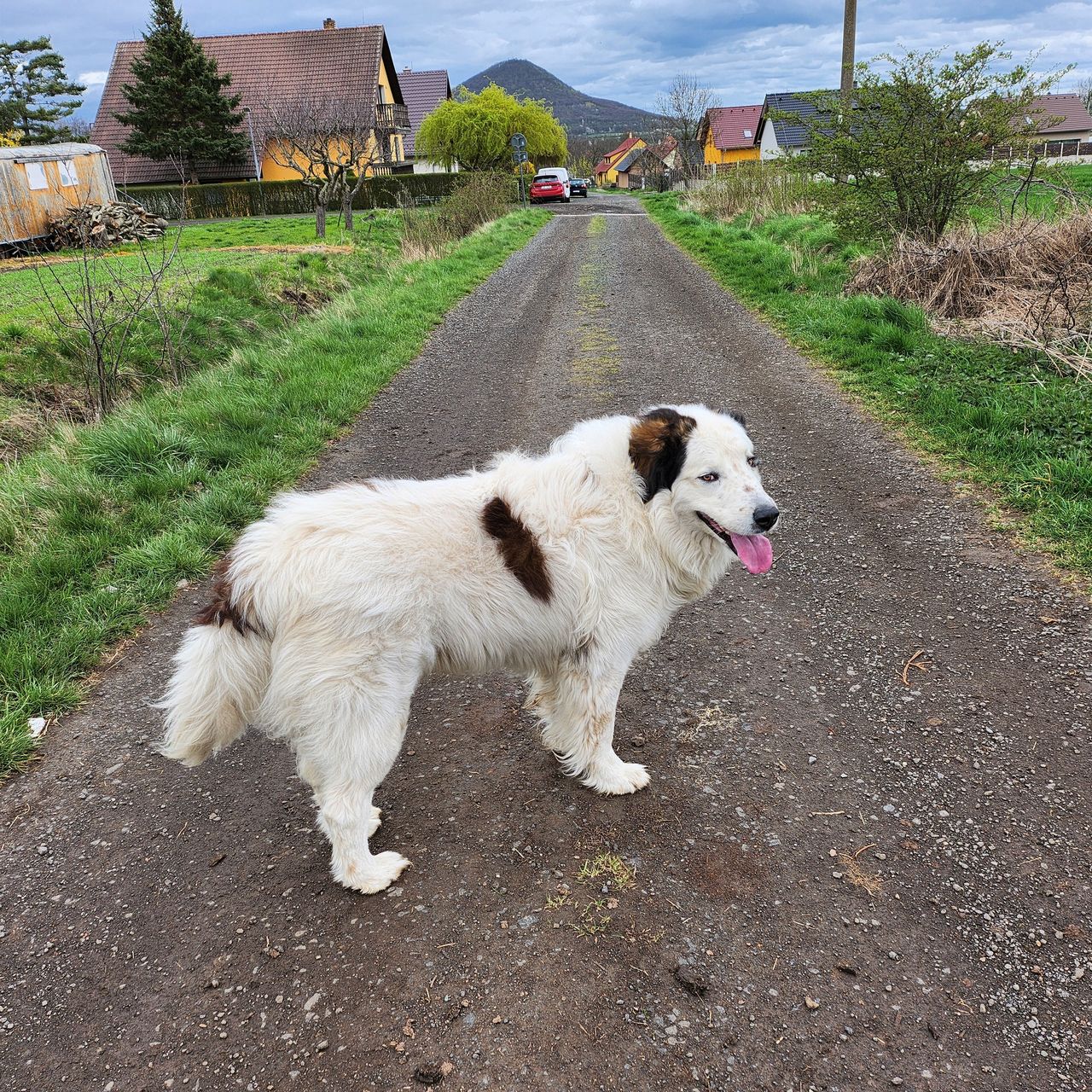Soutěžní fotografie - Max,  Ostatní
