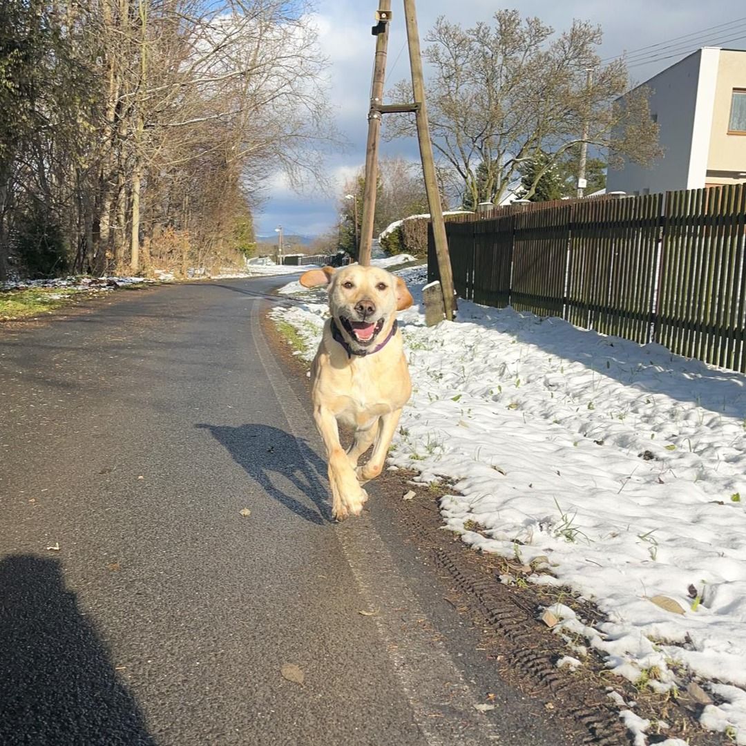 Soutěžní fotografie - Dori,  Labradorský retriever