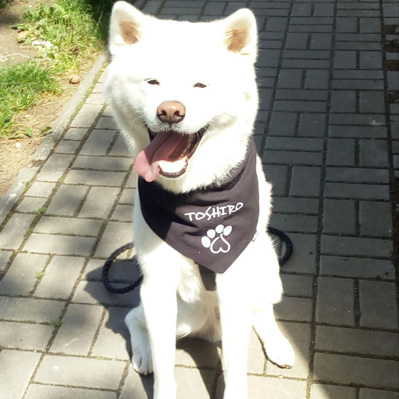 Soutěžní fotografie - Toshiro,  Akita