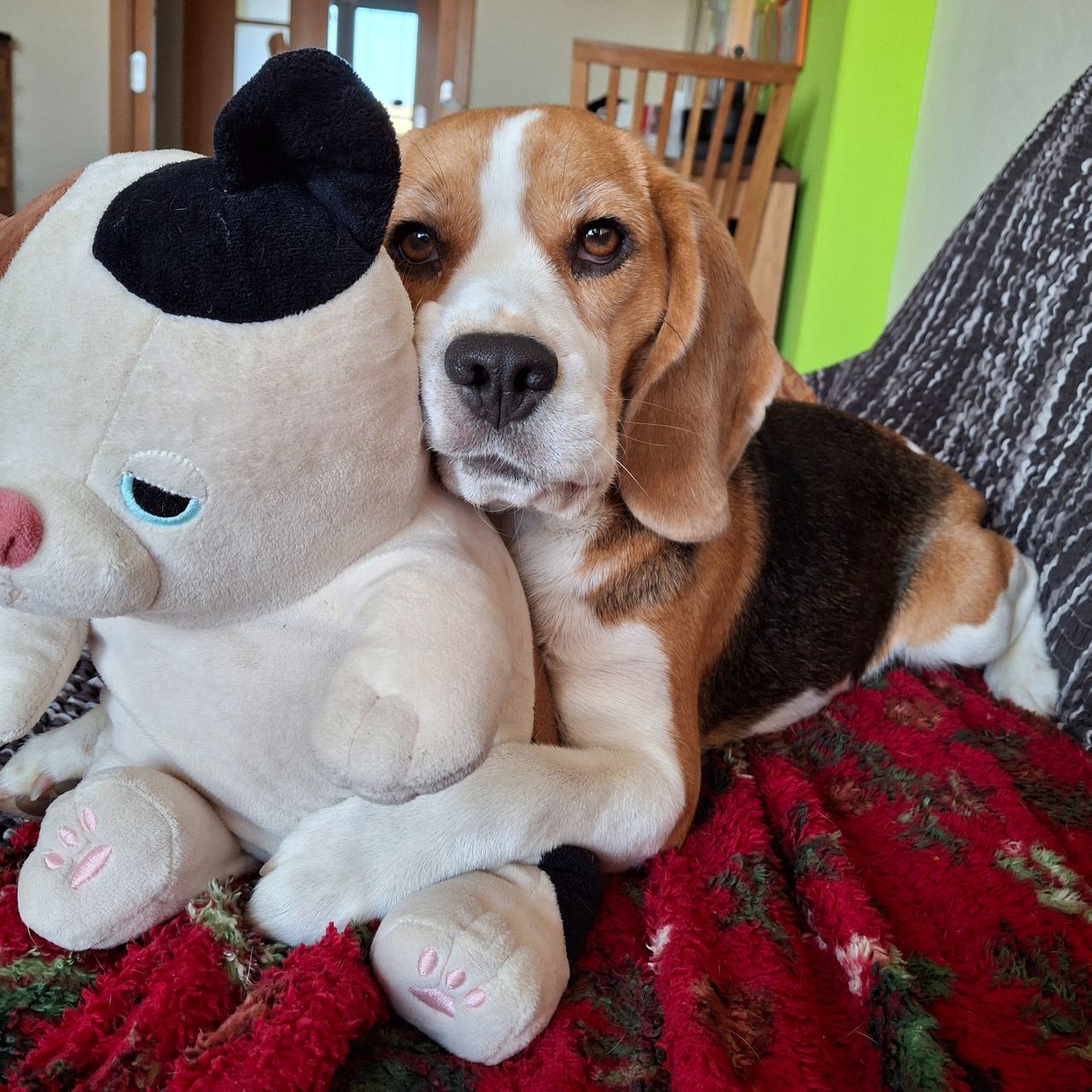 Soutěžní fotografie - Popy,  Beagle