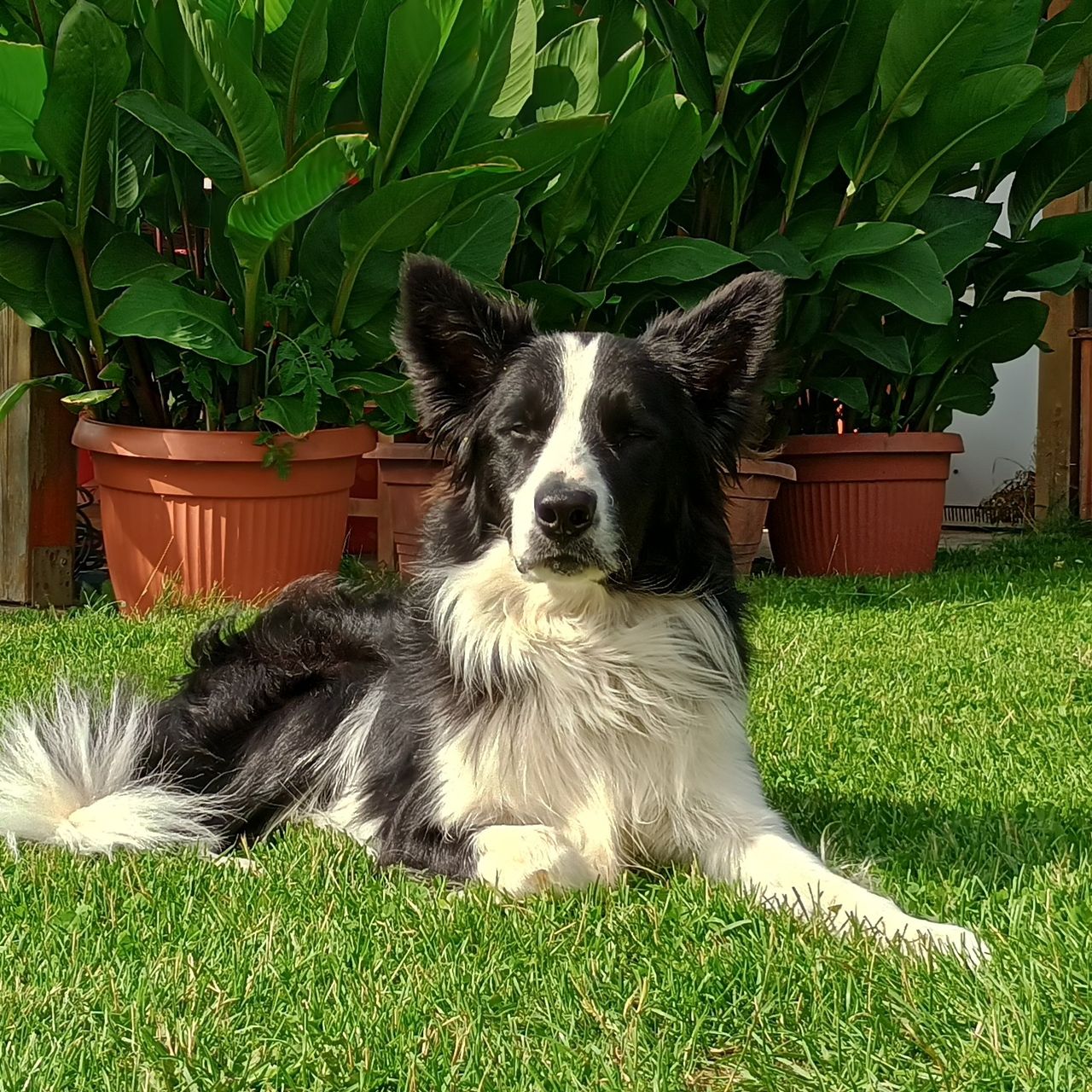 Soutěžní fotografie - Fido,  Border kolie